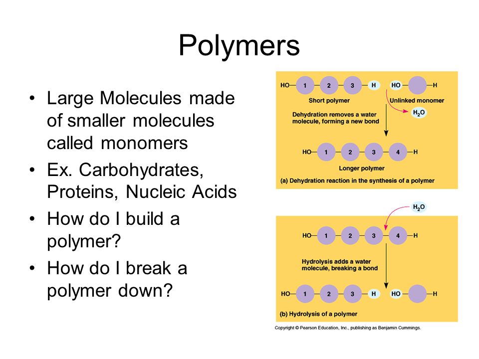 An analysis of large molecules composed of smaller molecules called monomers